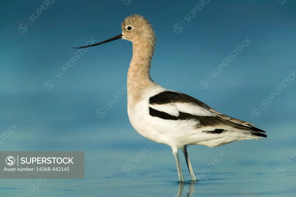 An American Avocet Recurvirostra americana wading in shallow water near the east beach of Fort Desoto Park, Tierra Verde, Florida, USA