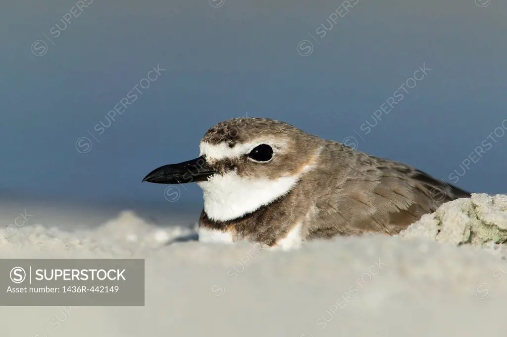 Wilson´s Plover Charadrius wilsonia sitting on its nest, a scraped out area in beach sand at Fort Desoto Park, Tierra Verde, Florida, USA