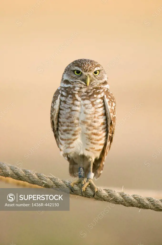 A Burrowing owl Athene cunicularia with leg bands perches on a rope around its burrow in Cape Coral, Florida, USA