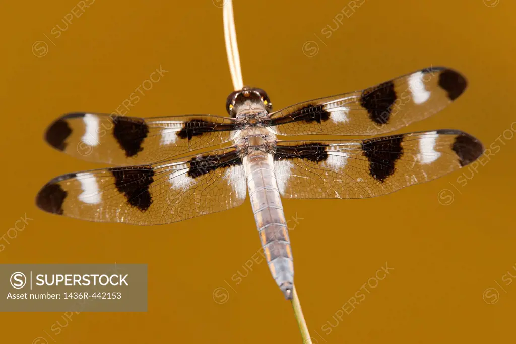 Twelve-spotted Skimmer Libellula pulchella Dragonfly - Male, Ward Pound Ridge Reservation, Cross River, Westchester County, New York, USA