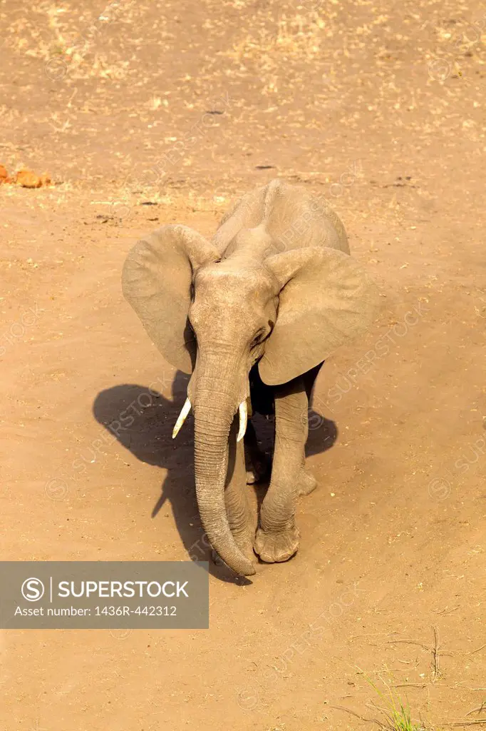African Elephant Loxodonta africana , Kruger National Park, South Africa