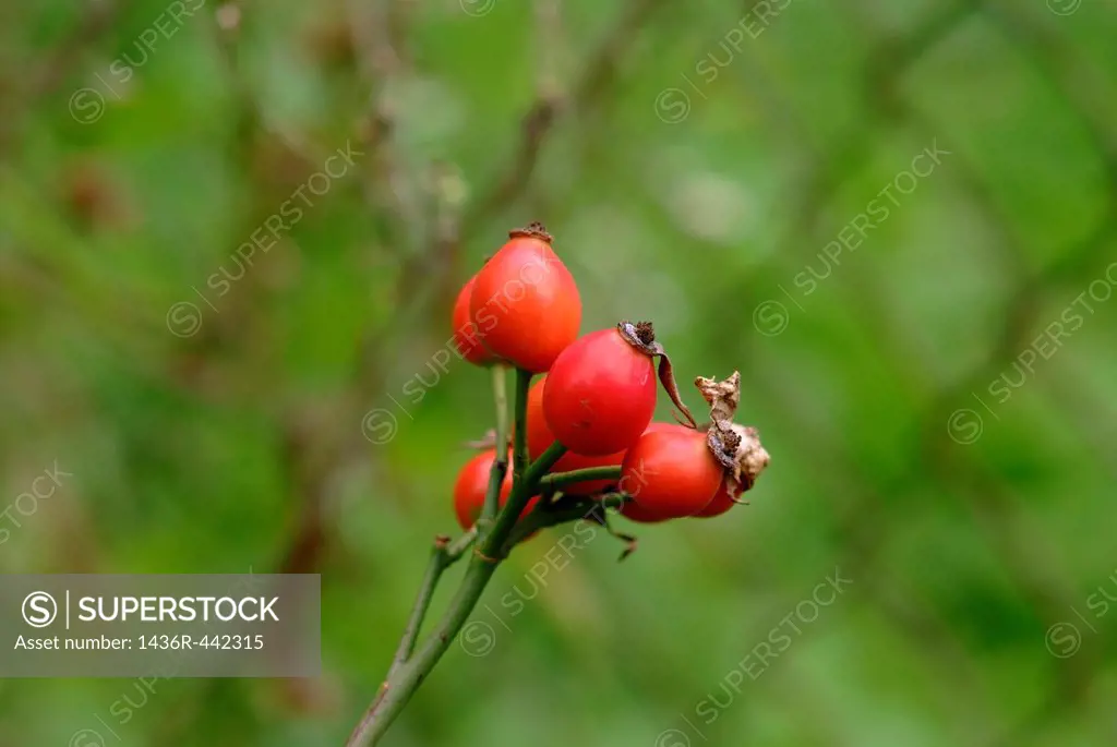 cynorhhodon - product of wild roses in the autumn season. Photography taken in Zagreb region, Croatia, Europe, Balkans