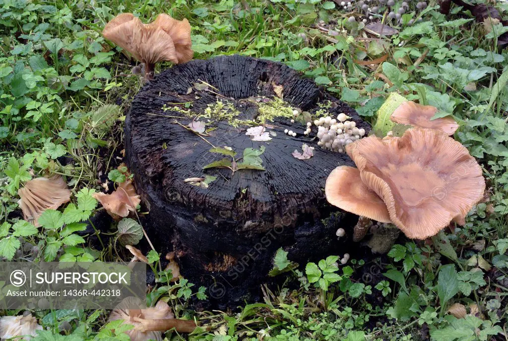 Armillária méllea mushroom - mushrooms in bush in the field. Photography taken in Zagreb region, Croatia, Europe, Balkans