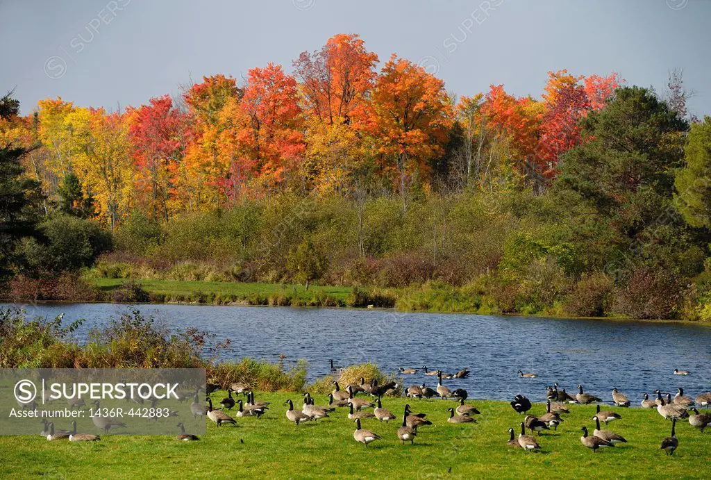 Flock of Canada Geese at a pond in Caledon Ontario with red maple trees in the Fall