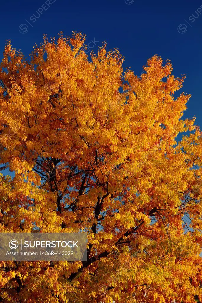 Leaves of a Northern Red Oak tree changing color to a bright yelllow