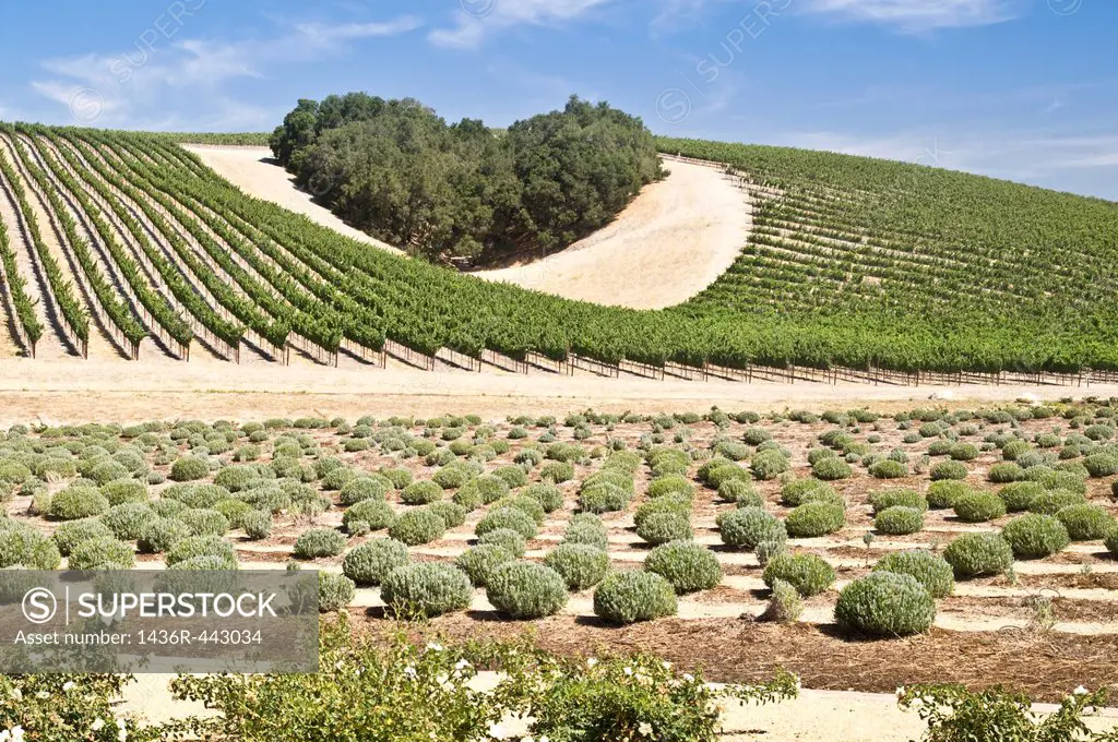 A copse of trees forms a heart shape on the hills of scenic California vineyard growing a variety of fine wine grapes