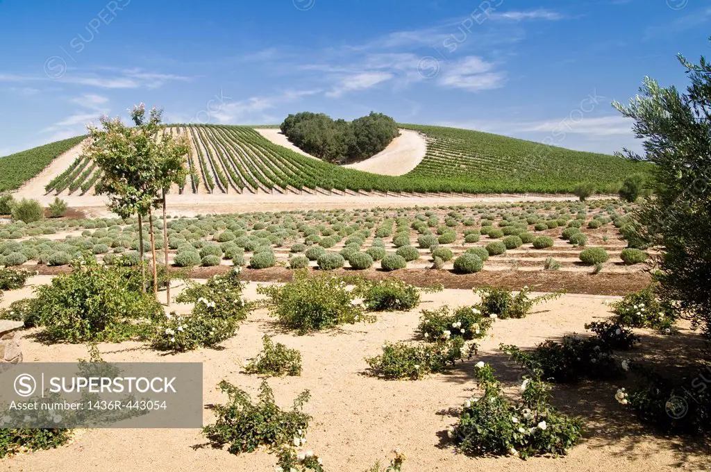 A copse of trees forms a heart shape on the hills of scenic California vineyard