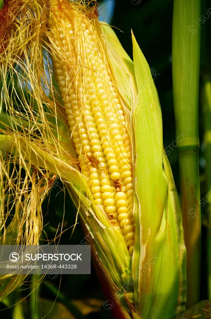 Sweet CornField Maize Corn,Poona, maharashtra, India