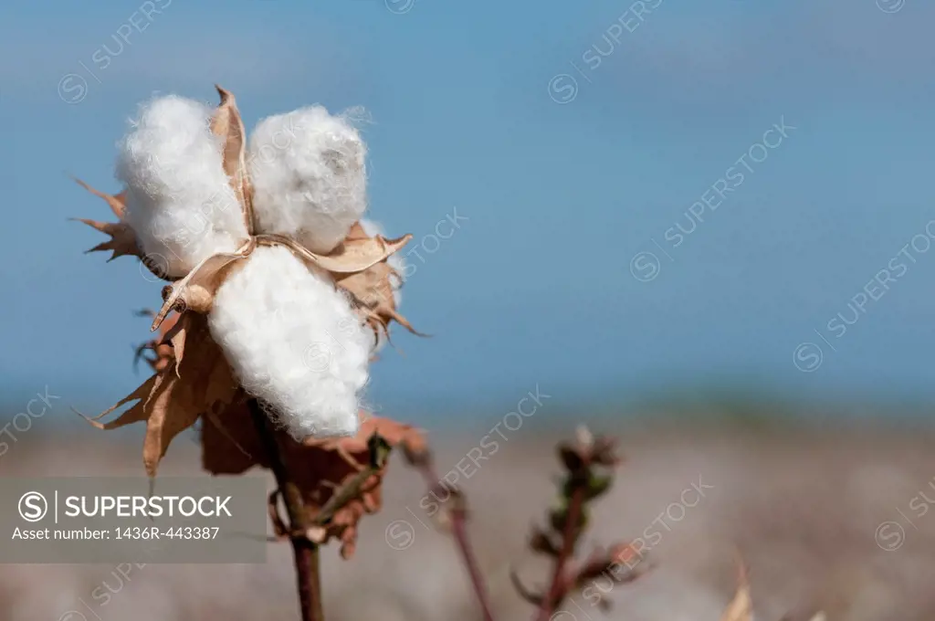 Cotton is a soft, fluffy staple fiber that grows in a boll, or protective capsule, around the seeds of cotton plants of the genus Gossypium  The fiber...