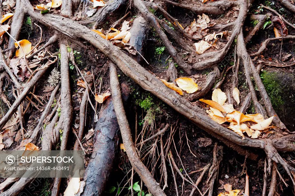 Root Patterns at Cedar Rock Falls - Pisgah National Forest - near Brevard, North Carolina, USA