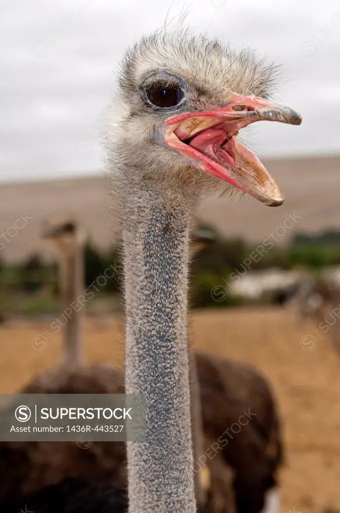 Shouting African Ostrich Struthio camelus with opened beck, South Africa