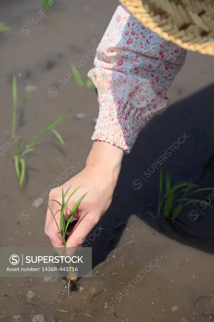 Female Farmer Rice Planting by Hand