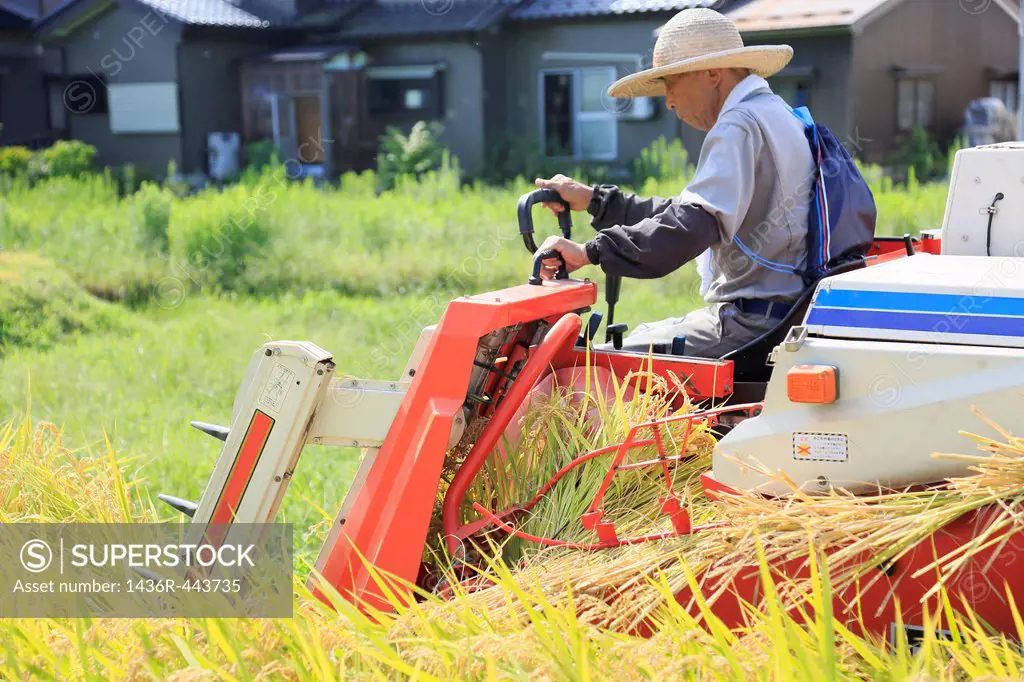 Farmer Harvesting Rice with Combine