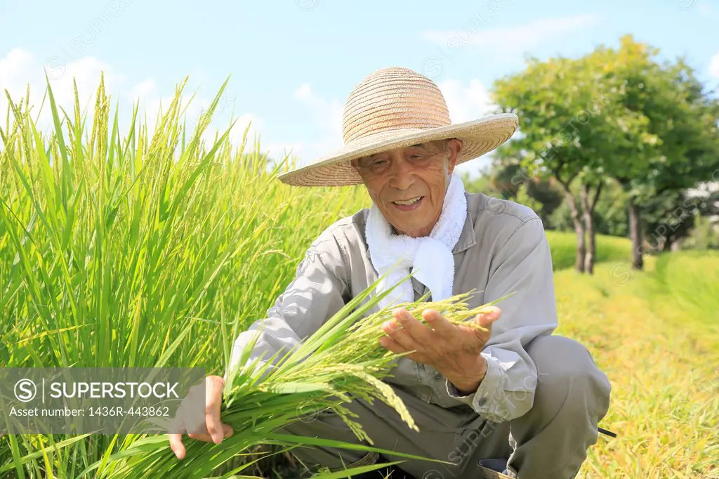 Farmer Checking Rice Ear at Rice Paddy in Summer