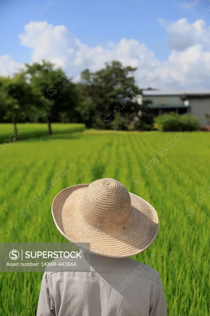 Farmer Standing and Looking Rice Paddy in Summer
