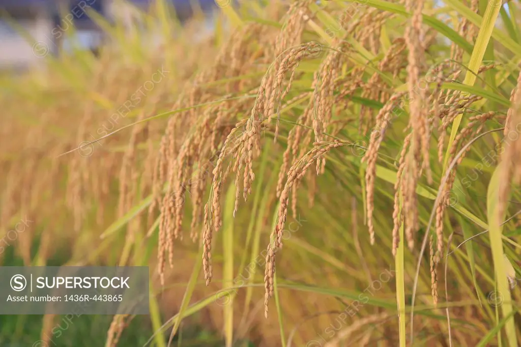 Rice Paddy in Autumn, Toyama, Japan