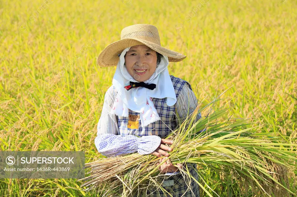 Female Farmer Holding Rice Ear and Standing in Rice Paddy in Autumn