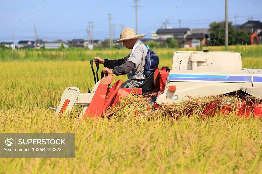 Farmer Harvesting Rice with Combine
