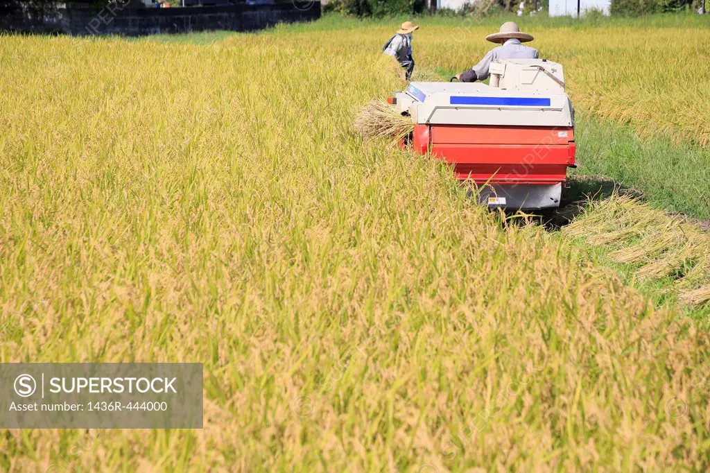 Two Farmers Harvesting Rice with Combine