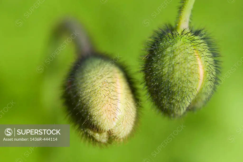 Flower buds withz green background