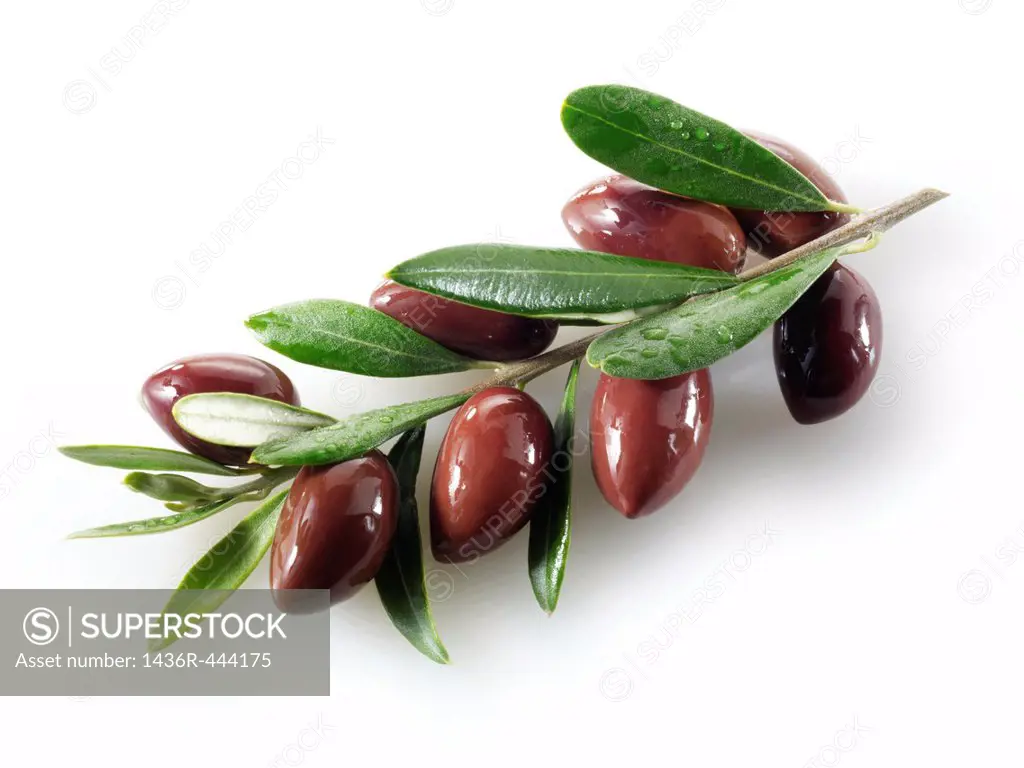 Fresh kalamata olives on an olive sprig photos, pictures & images