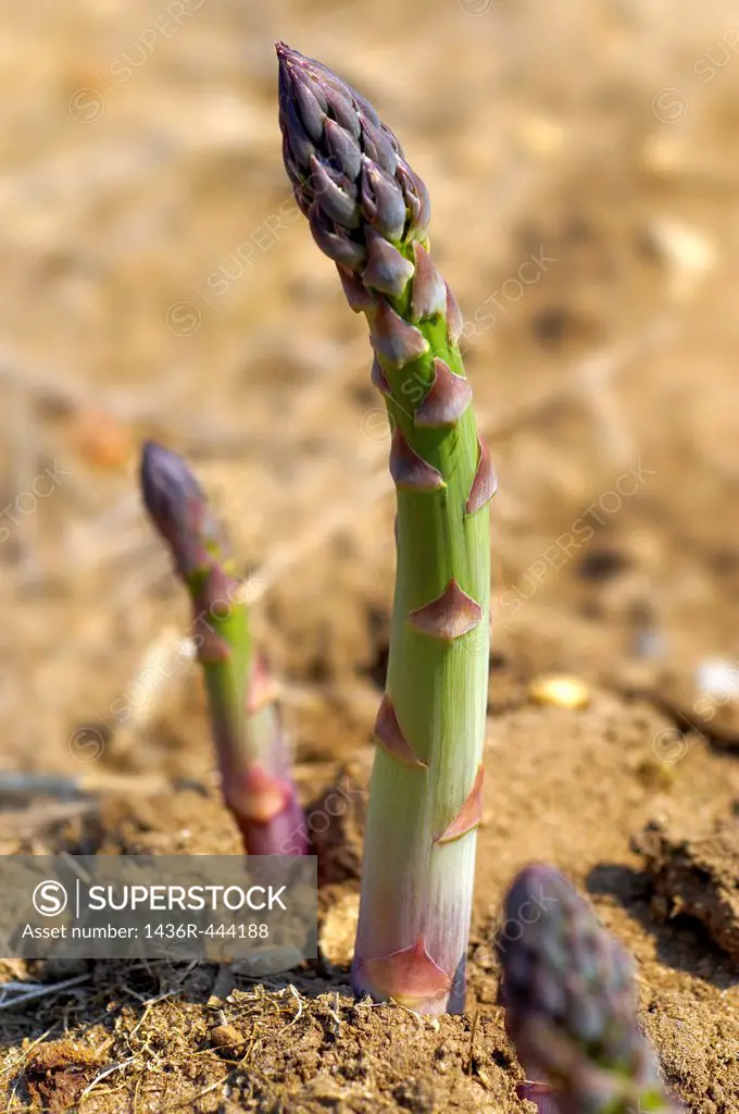 Stock photos of fresh English asparagus growing in the fields  Funky stock photos images