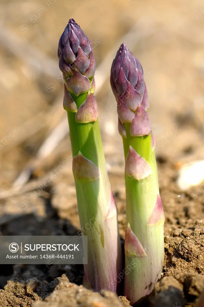 Stock photos of a bunch of fresh English asparagus spears growing  Funky stock photos images