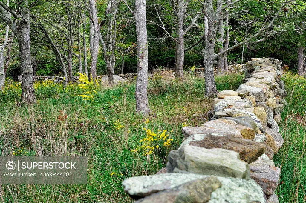Field and stone fence, Chilmark, Martha´s Vineyard, Massachusetts,, USA