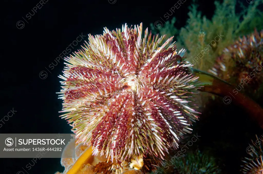 Green sea urchin Strongylocentrotus droebachiensis Japan sea, Far East, Primorsky Krai, Russian Federation