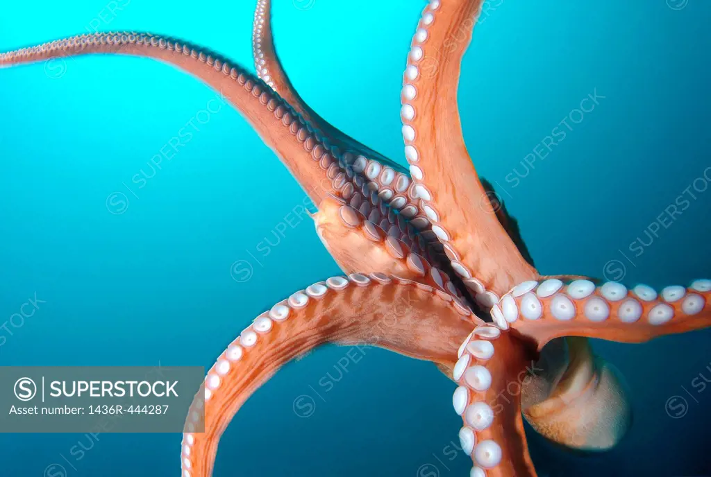 giant Pacific octopus or North Pacific giant octopus, Enteroctopus dofleini Japan sea, Far East, Primorsky Krai, Russian Federation