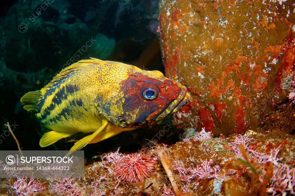 Yellow Rockfish or Three-stripe Rockfish Sebastes Trivittatus Japan sea, Far East, Primorsky Krai, Russian Federation