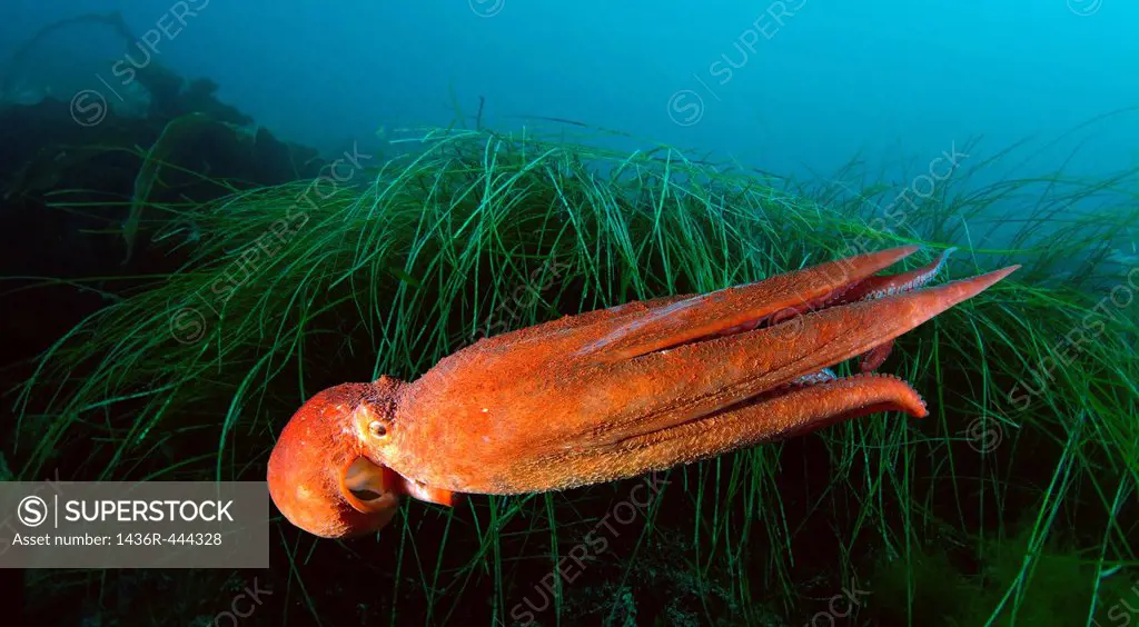 giant Pacific octopus or North Pacific giant octopus Enteroctopus dofleini Japan sea, Far East, Primorsky Krai, Russian Federation