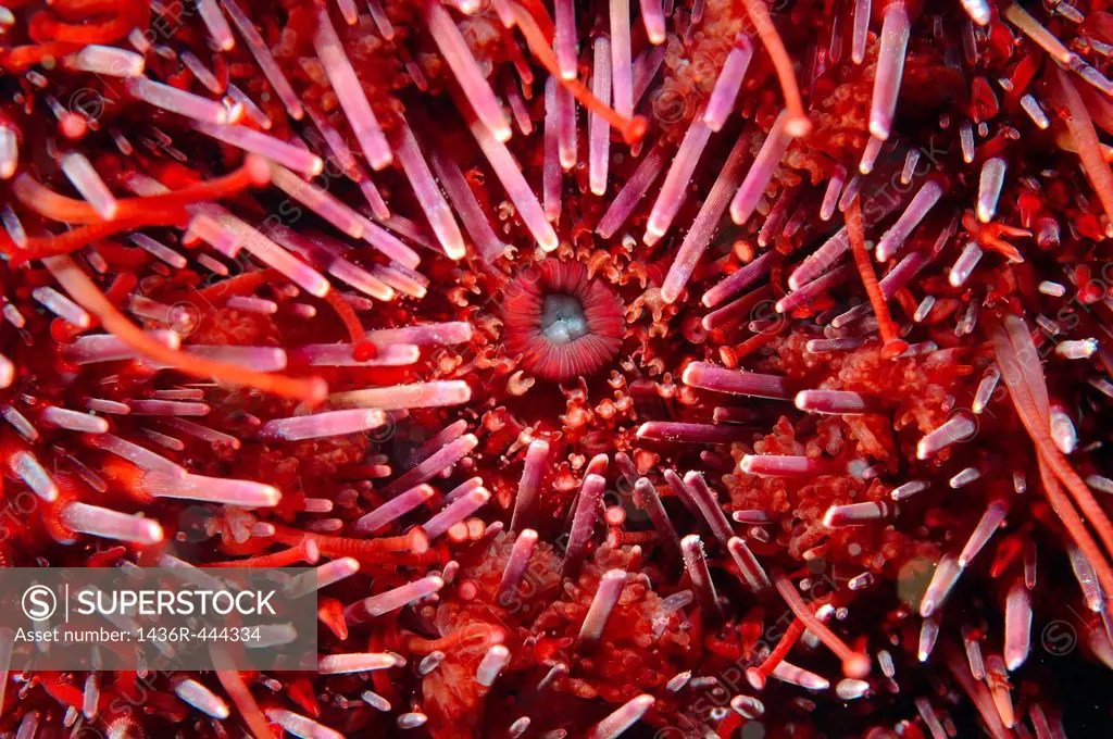 Mouth Green sea urchin Strongylocentrotus droebachiensis Japan sea, Far East, Primorsky Krai, Russian Federation