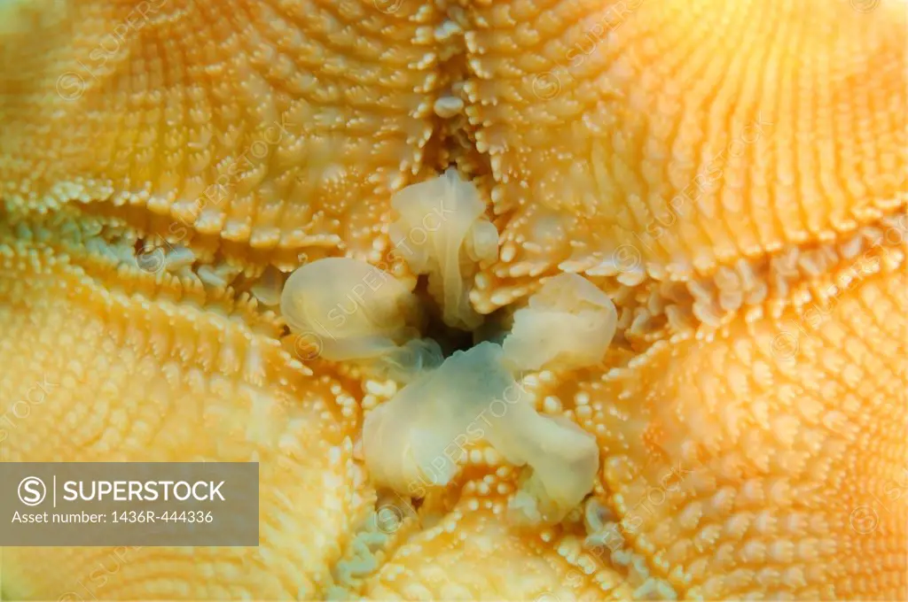 Mouth Starphish Asterina patiria pectinifera Japan sea, Far East, Primorsky Krai, Russian Federation