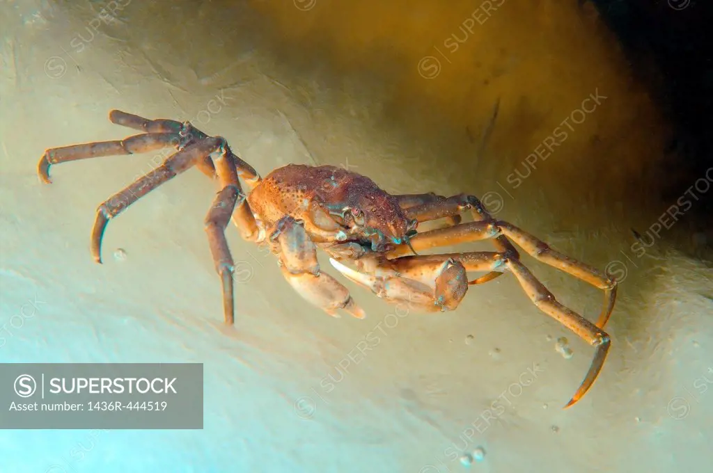 Spider crab Hyas araneus, White Sea, Kareliya, Russia, Arctic