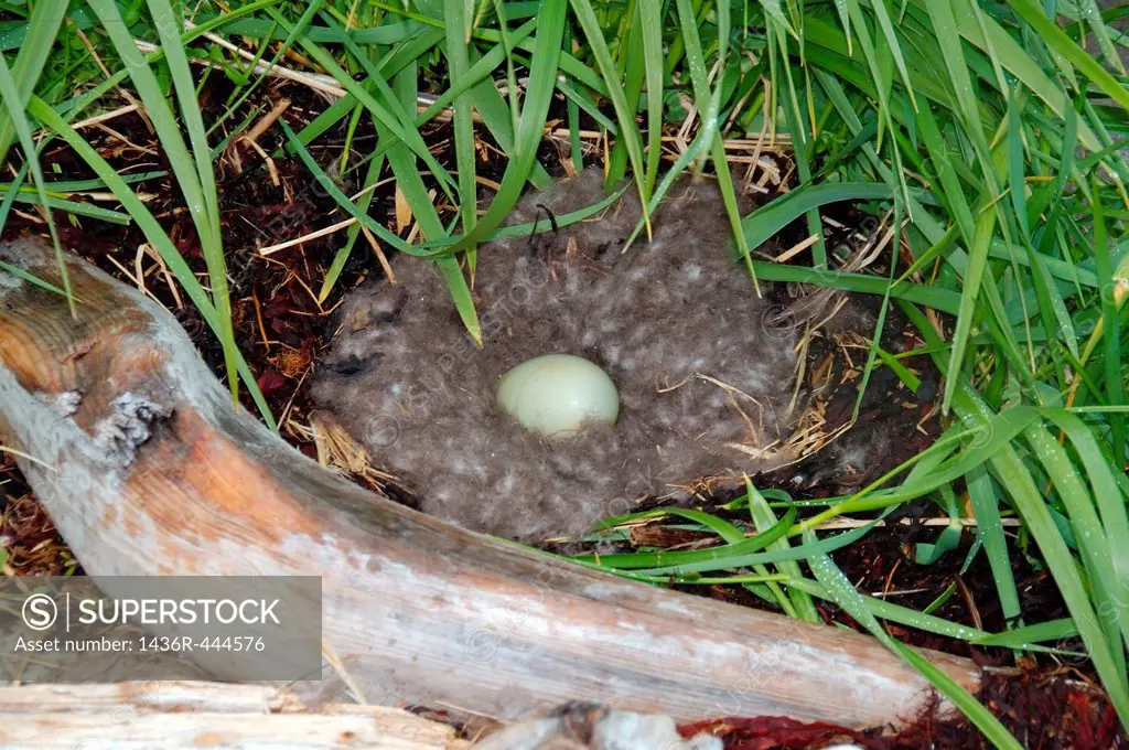 Nest with eggs of the Common Eider Somateria mollissima, Kola Peninsula, Barents Sea, RussiaNest with eggs of the Common Eider Somateria mollissima, K...