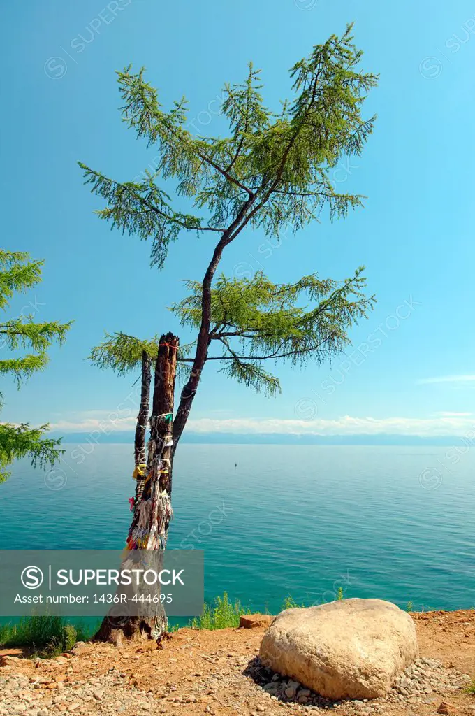 Tree of desires, settlement Listvyanka, Lake Baikal, Irkutsk region, Siberia, Russian Federation