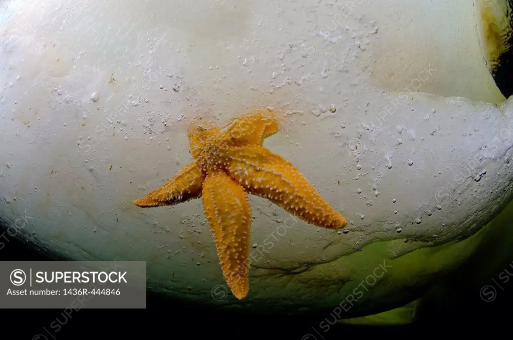 ice diving, Common Starfish or Starfish Asterias Asterias rubens, White Sea, Karelia, north Russia, Arctic