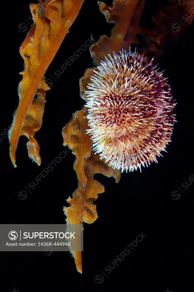 Green sea urchin Strongylocentrotus droebachiensis Japan sea, Far East, Primorsky Krai, Russian Federation