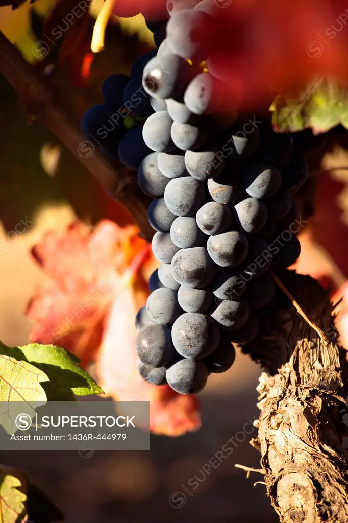Vineyards in La Rioja Alava, Rioja and Basque Country Spain, Europe
