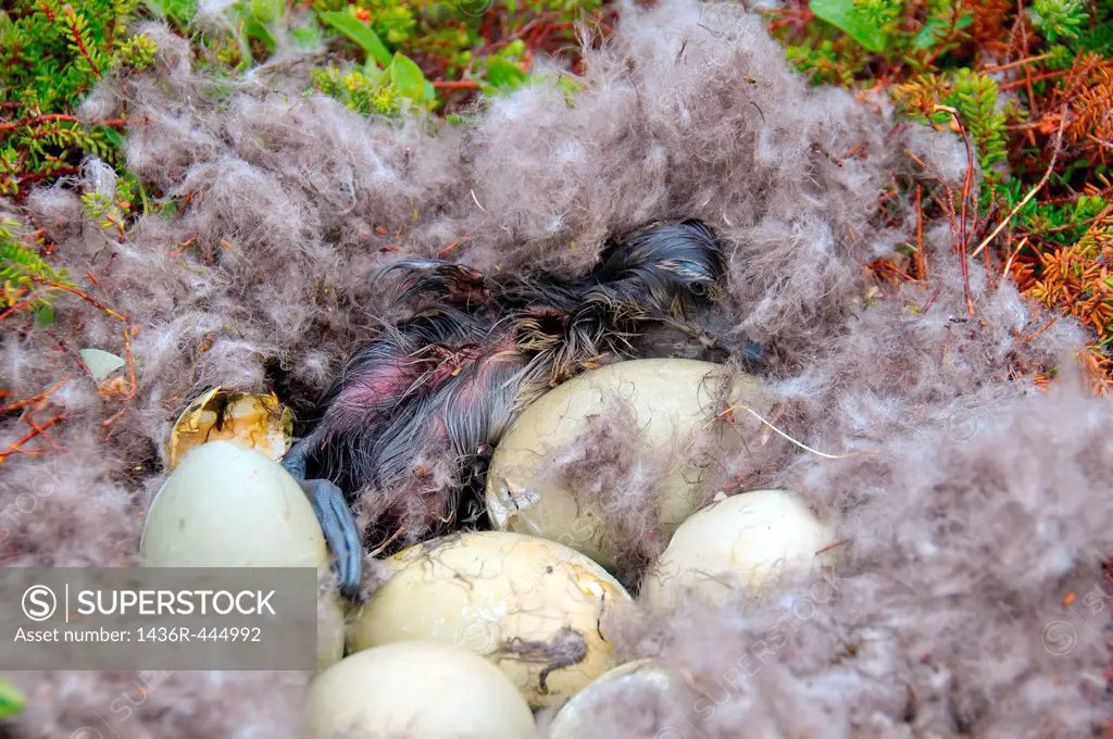 Nest with eggs of the Common Eider Somateria mollissima, Kola Peninsula, Barents Sea, RussiaNest with eggs of the Common Eider Somateria mollissima, K...