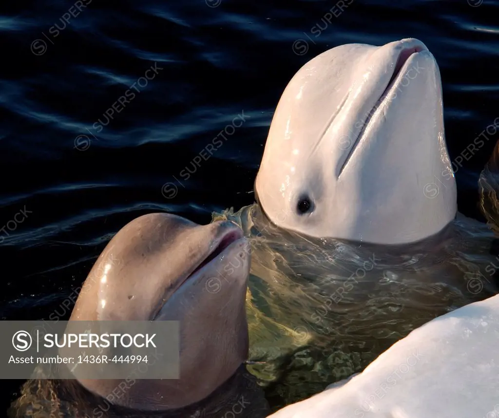 Beluga, White whale Delphinapterus leucas, White Sea, Karelia, north Russia, Arctic