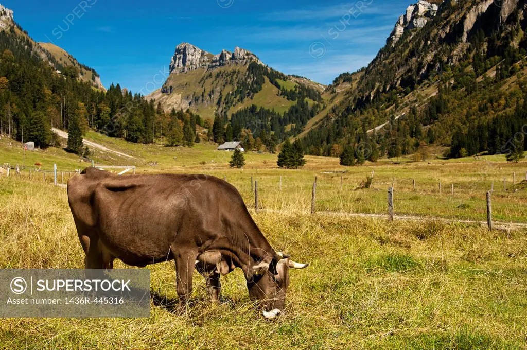Brown Swiss cow grazing on an alpine pasture near Pruefel in the Justis Valley, Mount Schibe behind, Bernese Oberland, Switzerland
