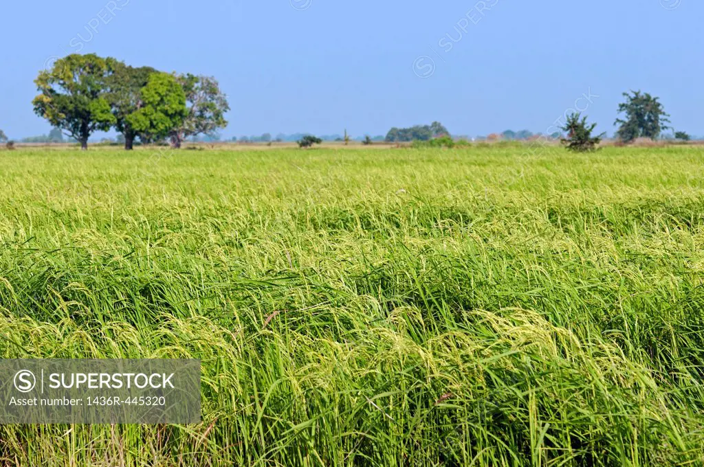 Field with rice crop Oryza sativa, Battambang, Cambodia