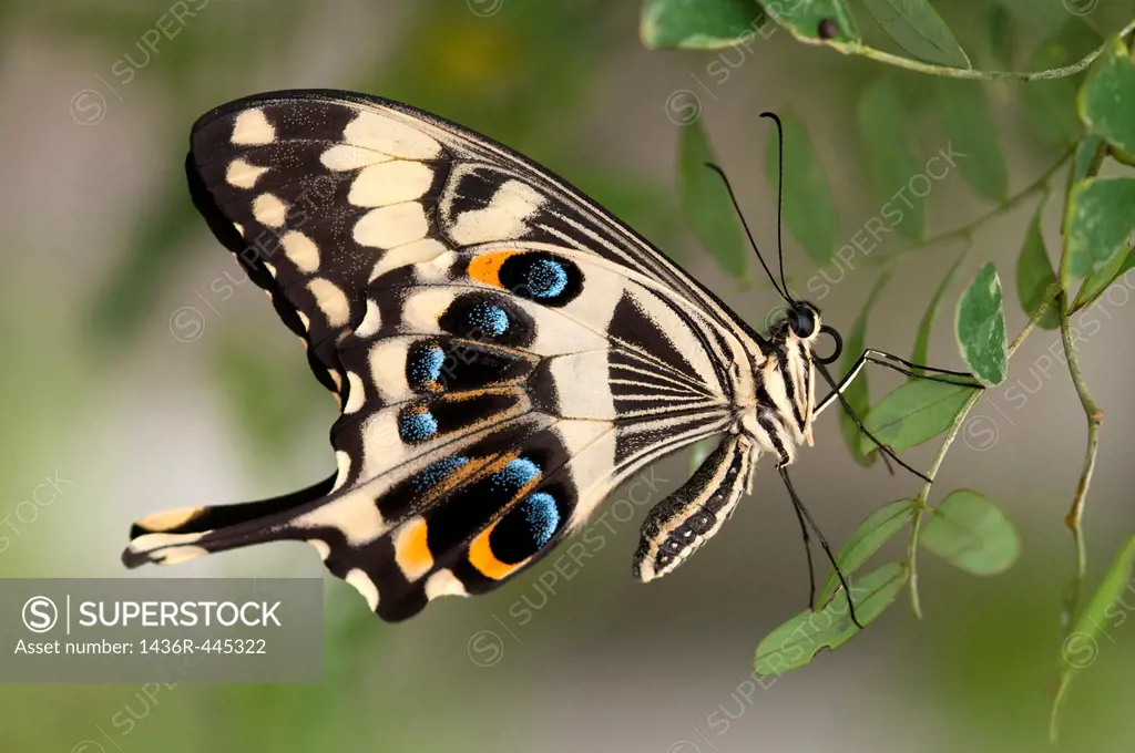 Emperor Swallowtail, Papilio ophidicephalus, Swallowtails Papilionidae