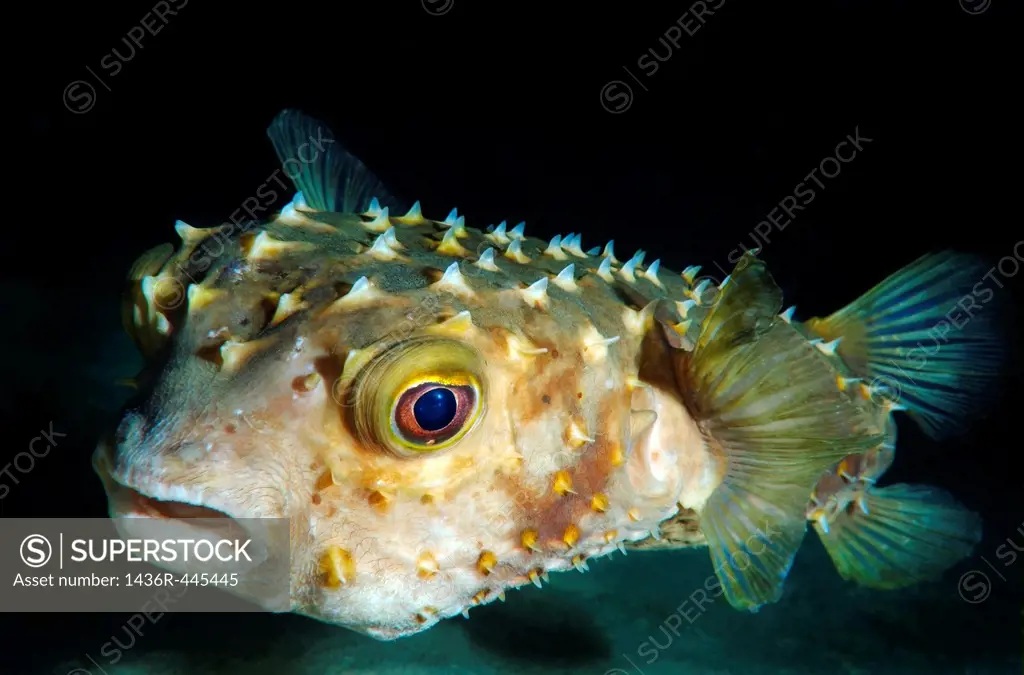 Orbicular Burrfish Cyclichtys orbicularis Red Sea, Egypt, Africa