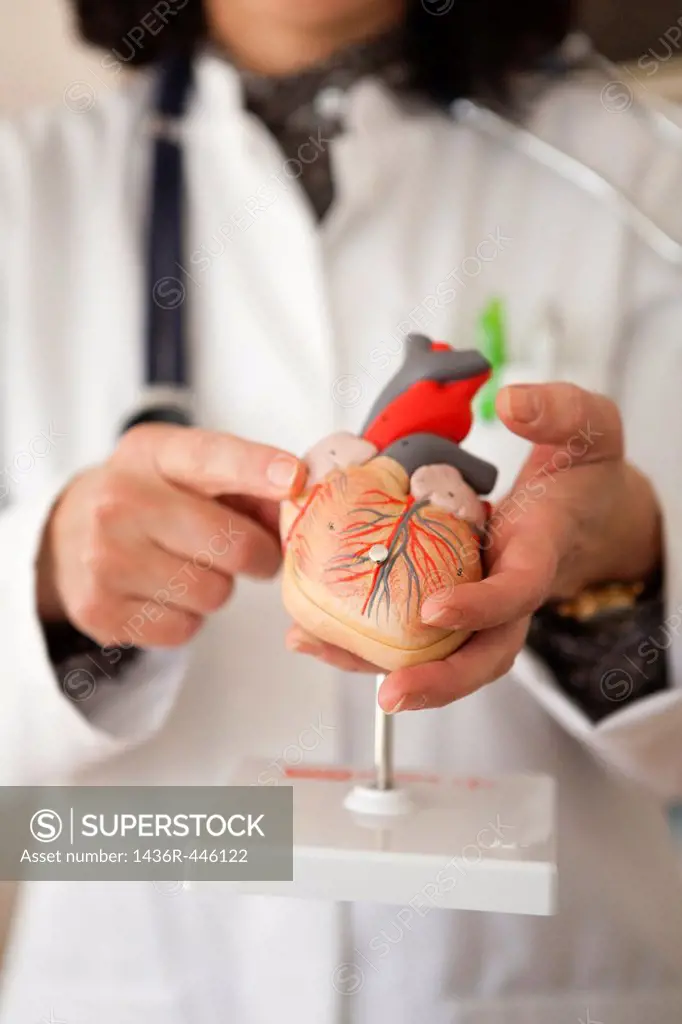 Cardiologist with a human heart model in hands