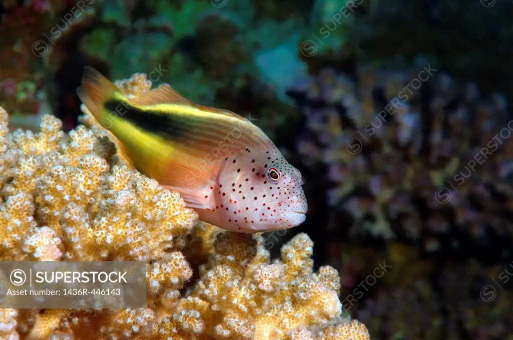 Perched freckled hawkfish or Black-sided hawkfish Paracirrhites forsteri, Red Sea, Egypt, Africa