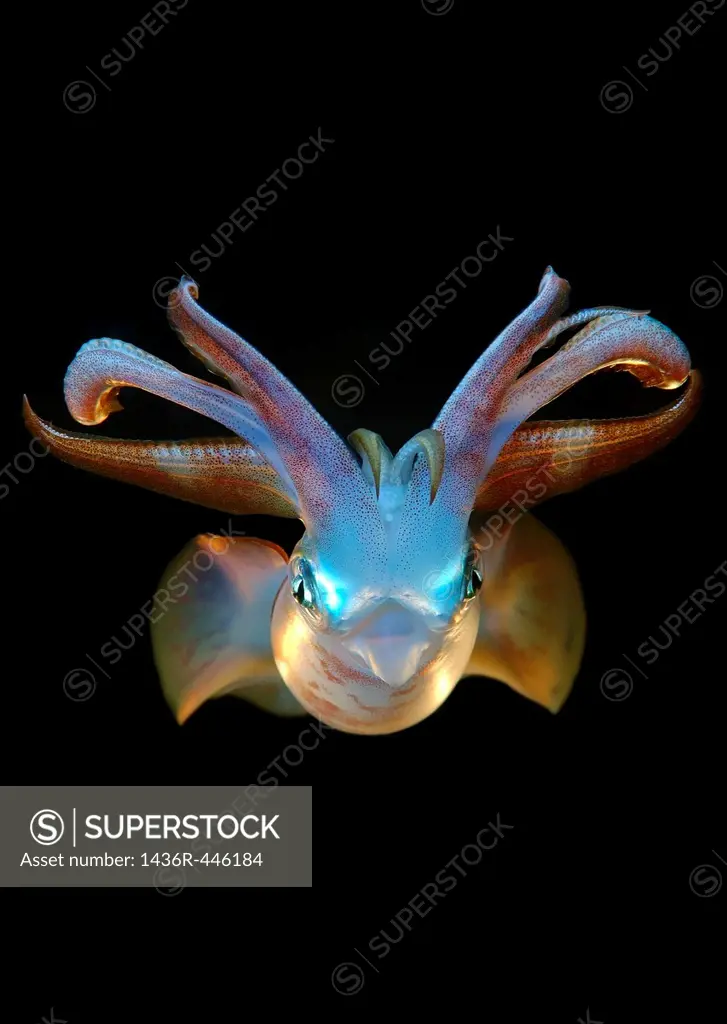 Bigfin reef squid Sepioteuthis lessoniana Red Sea, Egypt, Africa