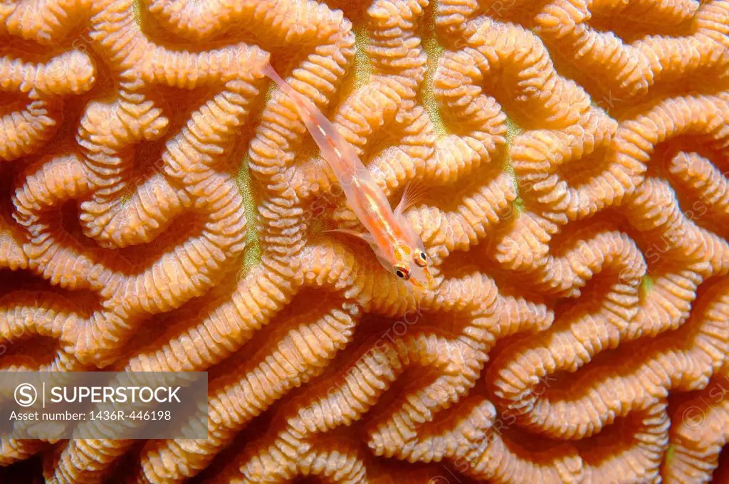 Sea whip goby Erythrops goby, Bryaninops erythrops, coral reef, Red Sea, Egypt, Africa